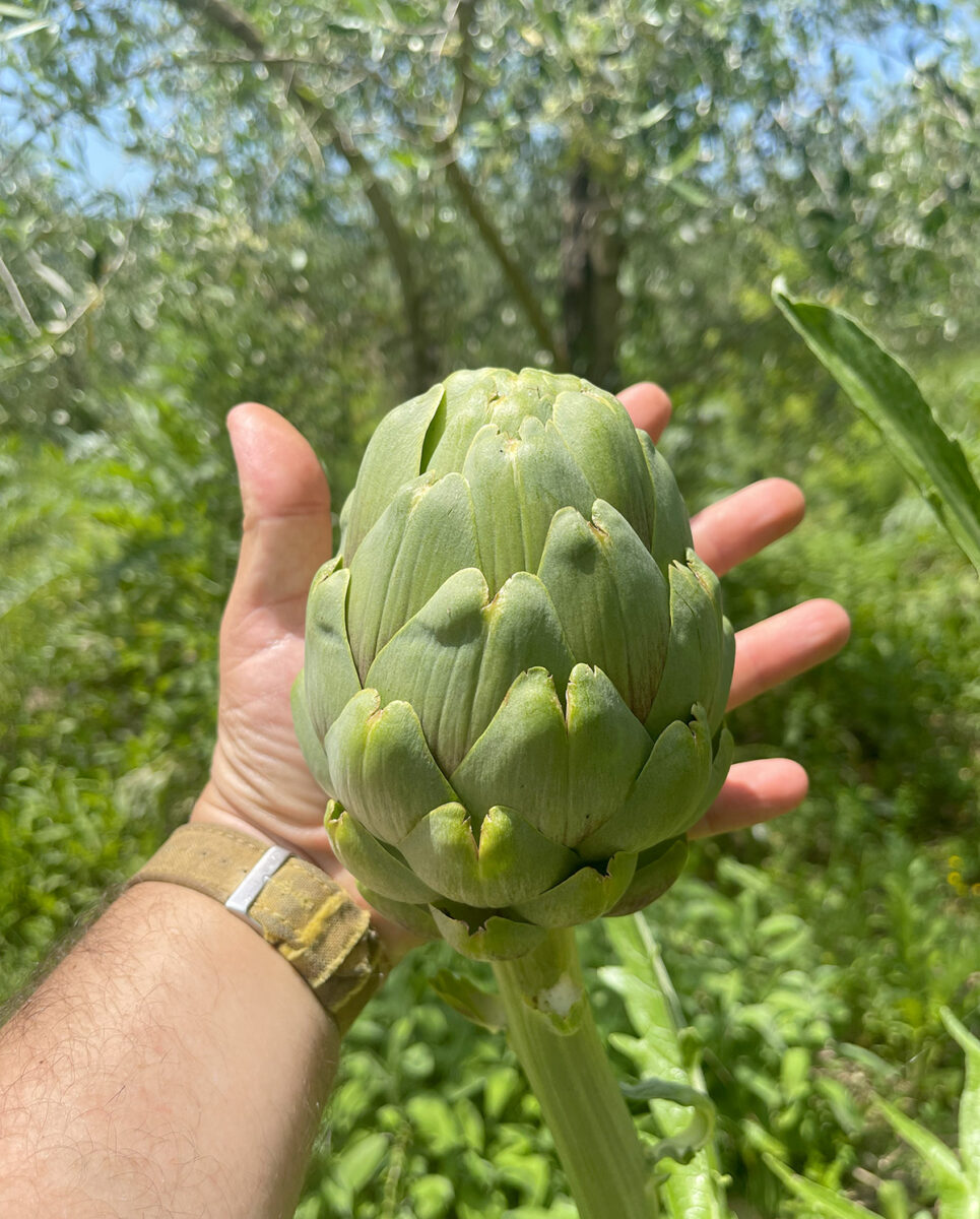prodotti santa lorica